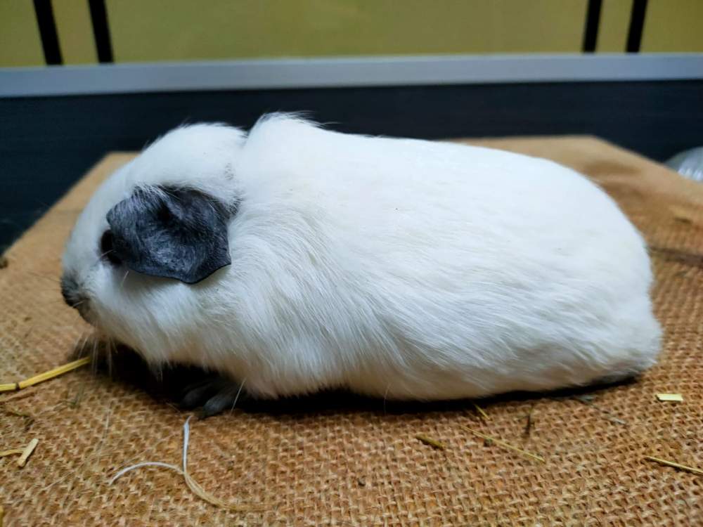 American guinea pig Pet only Cavia porcellus 