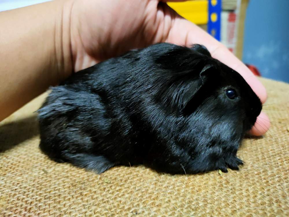 Sheltie guinea pig Pet only Cavia porcellus 