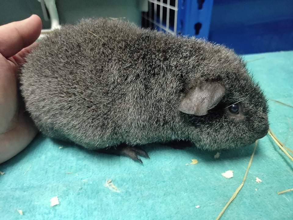 US Teddy guinea pig Pet only Cavia porcellus 