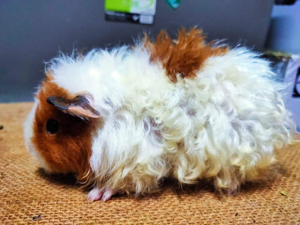 Texel guinea pig Rehomed Cavia porcellus 