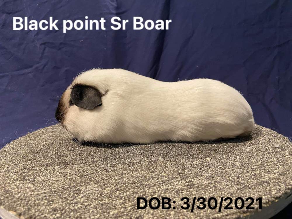 American guinea pig Pet only Cavia porcellus 