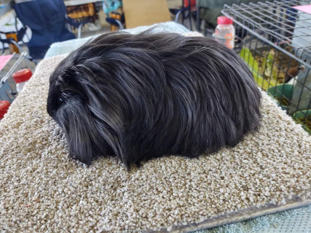 Sheltie guinea pig Breeder Cavia porcellus 