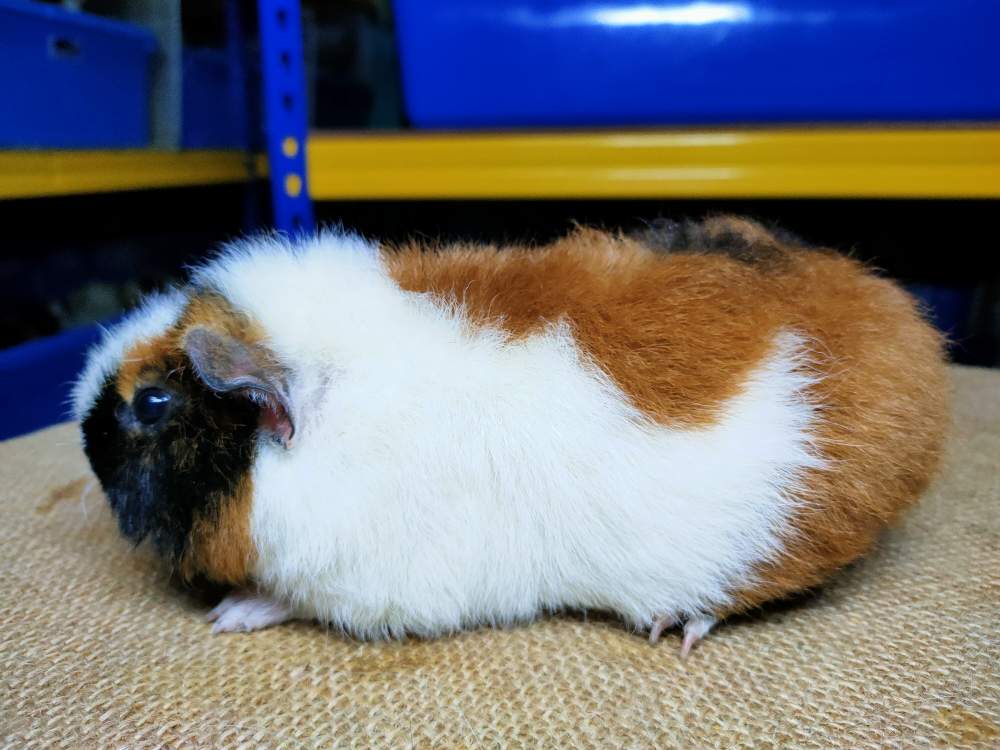 US Teddy guinea pig Pet only Cavia porcellus 