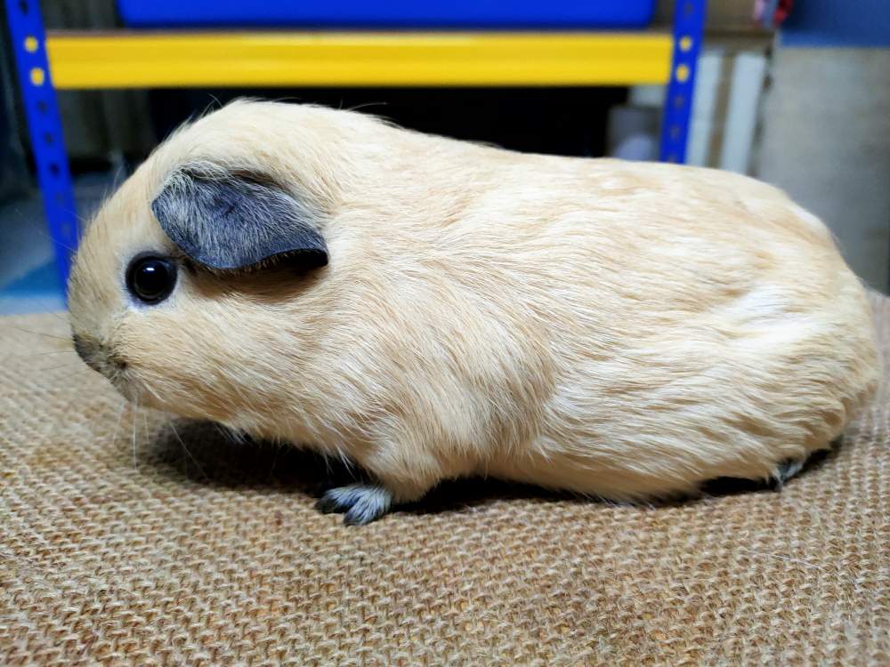 American guinea pig Breeder Cavia porcellus 