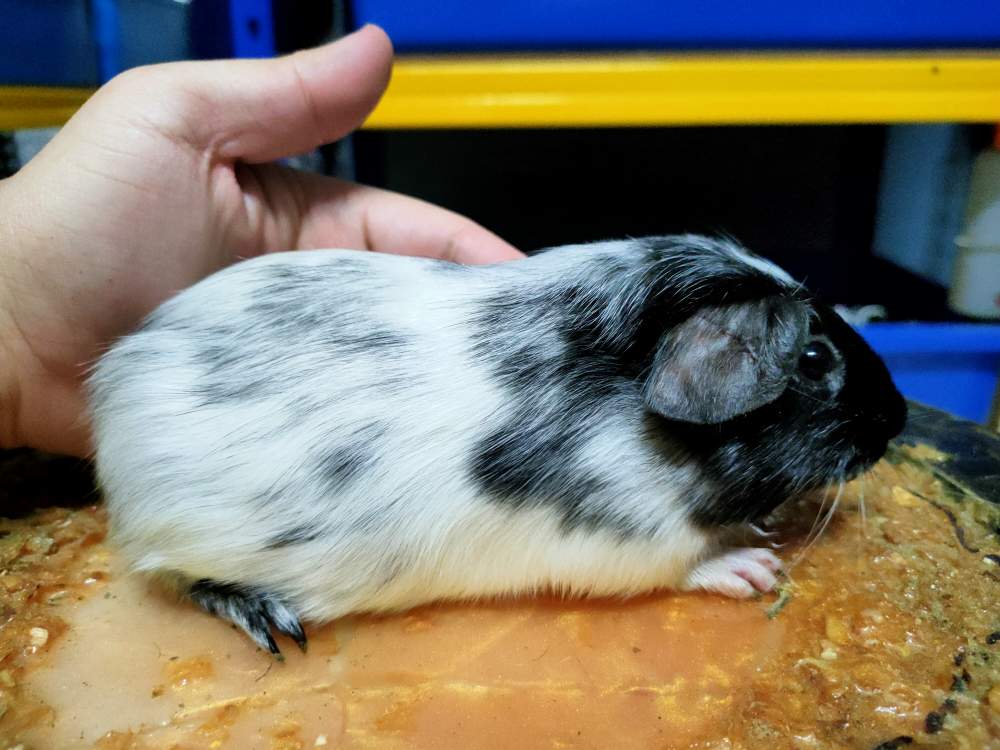 American guinea pig Pet only Cavia porcellus 