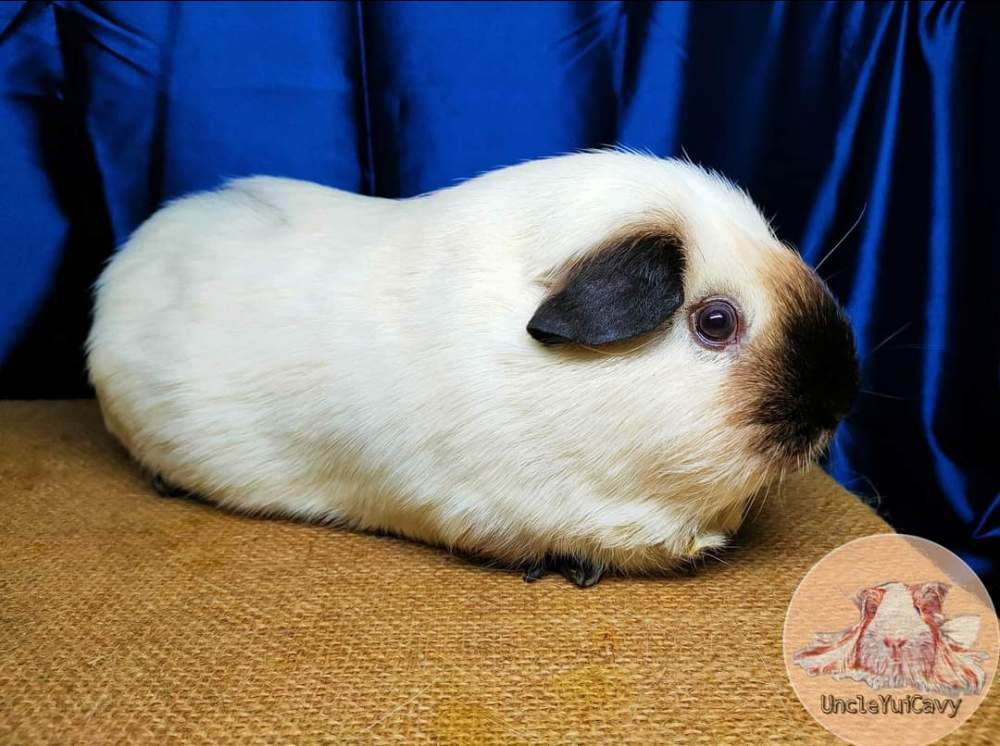 American guinea pig Pet only Cavia porcellus 