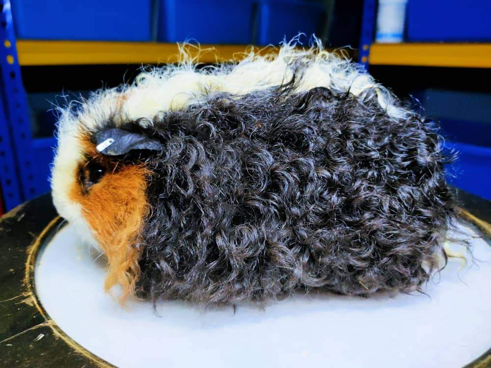 Texel guinea pig Rehomed Cavia porcellus 