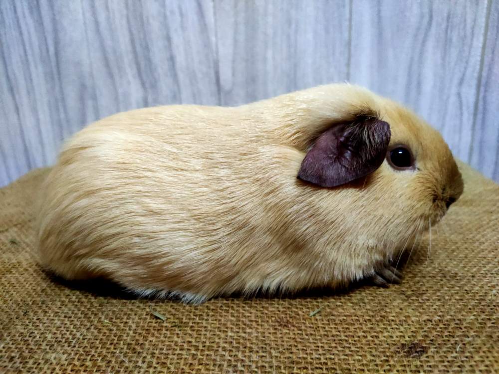 American guinea pig Pet only Cavia porcellus 