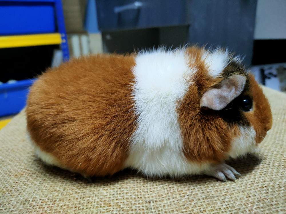 US Teddy guinea pig Breeder Cavia porcellus 