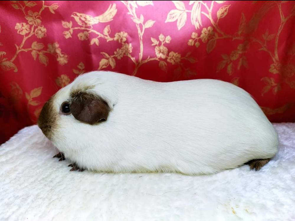 American guinea pig Pet only Cavia porcellus 