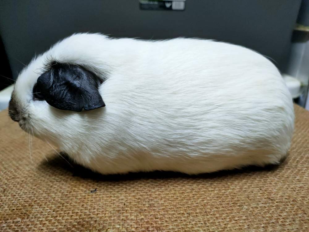 American guinea pig Breeder Cavia porcellus 