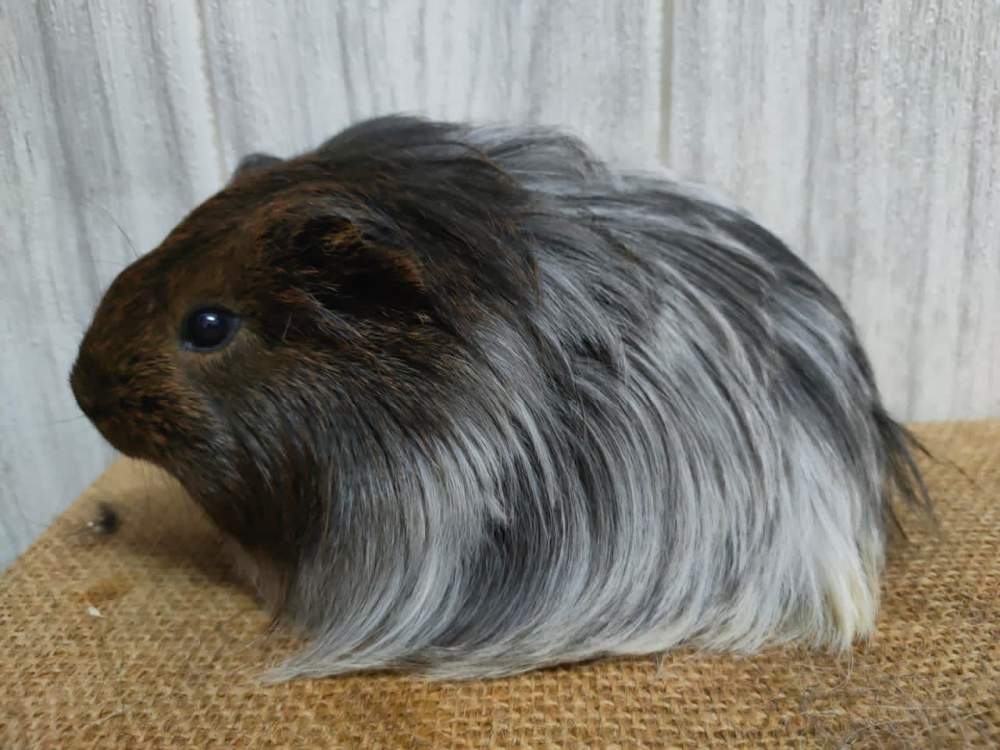 Sheltie guinea pig Pet only Cavia porcellus 