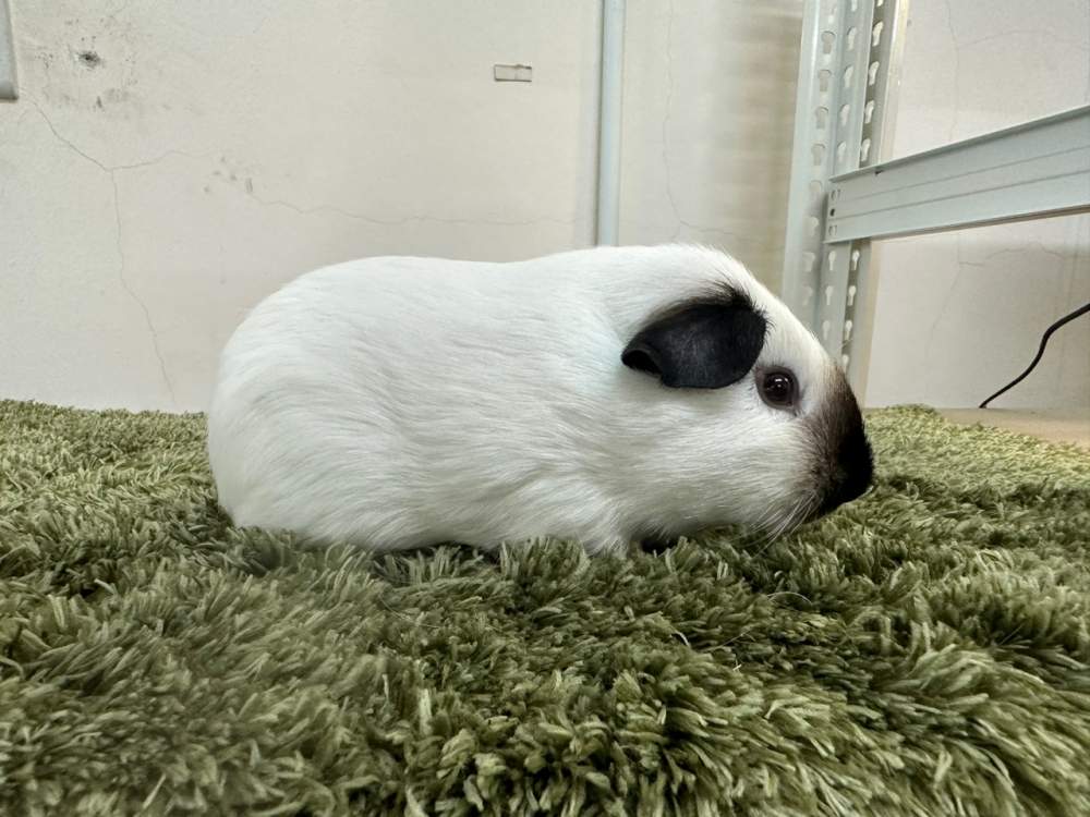 American guinea pig Pet only Cavia porcellus 