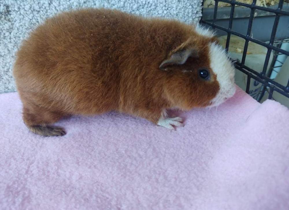 US Teddy guinea pig Pet only Cavia porcellus 