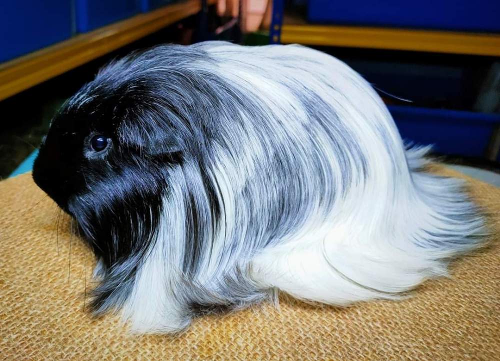 Sheltie guinea pig Breeder Cavia porcellus 