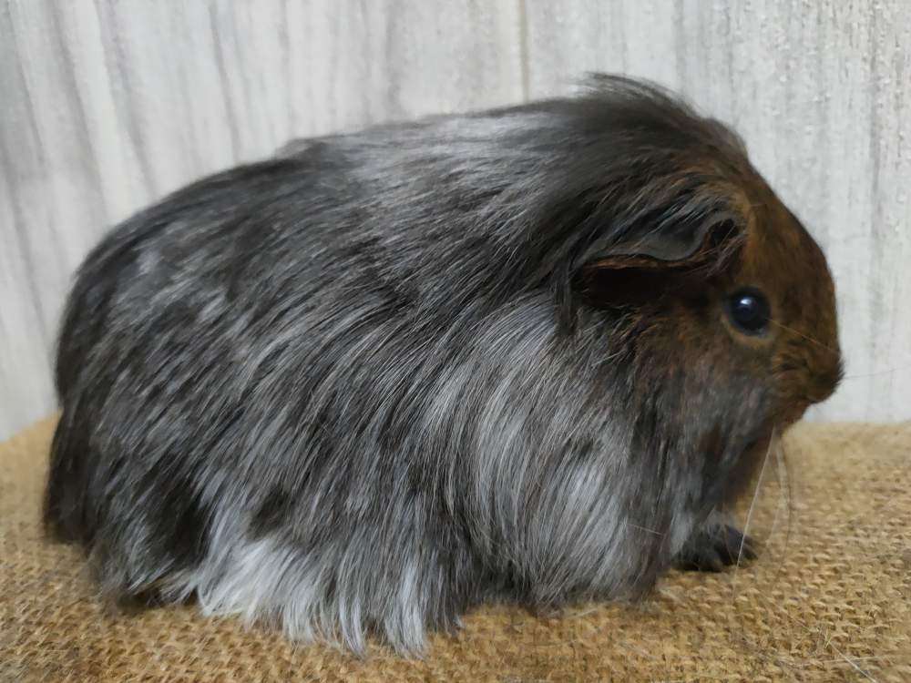 Sheltie guinea pig Pet only Cavia porcellus 