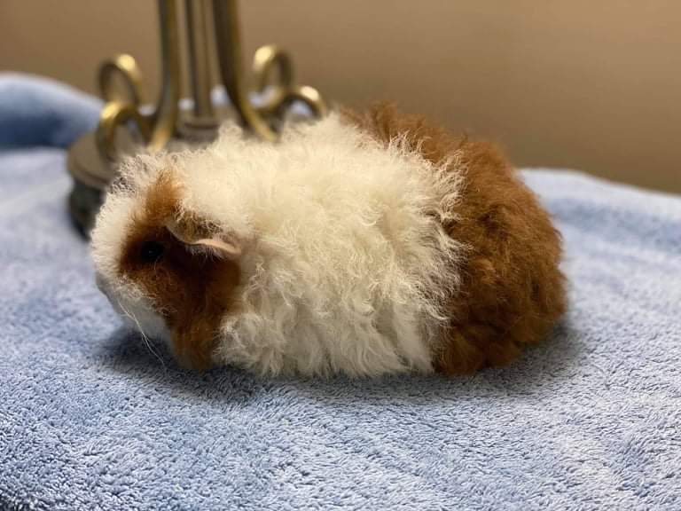 Texel guinea pig Pet only Cavia porcellus 