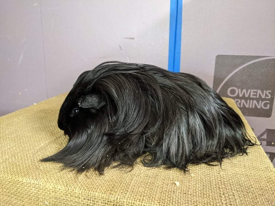 Sheltie guinea pig Pet only Cavia porcellus 