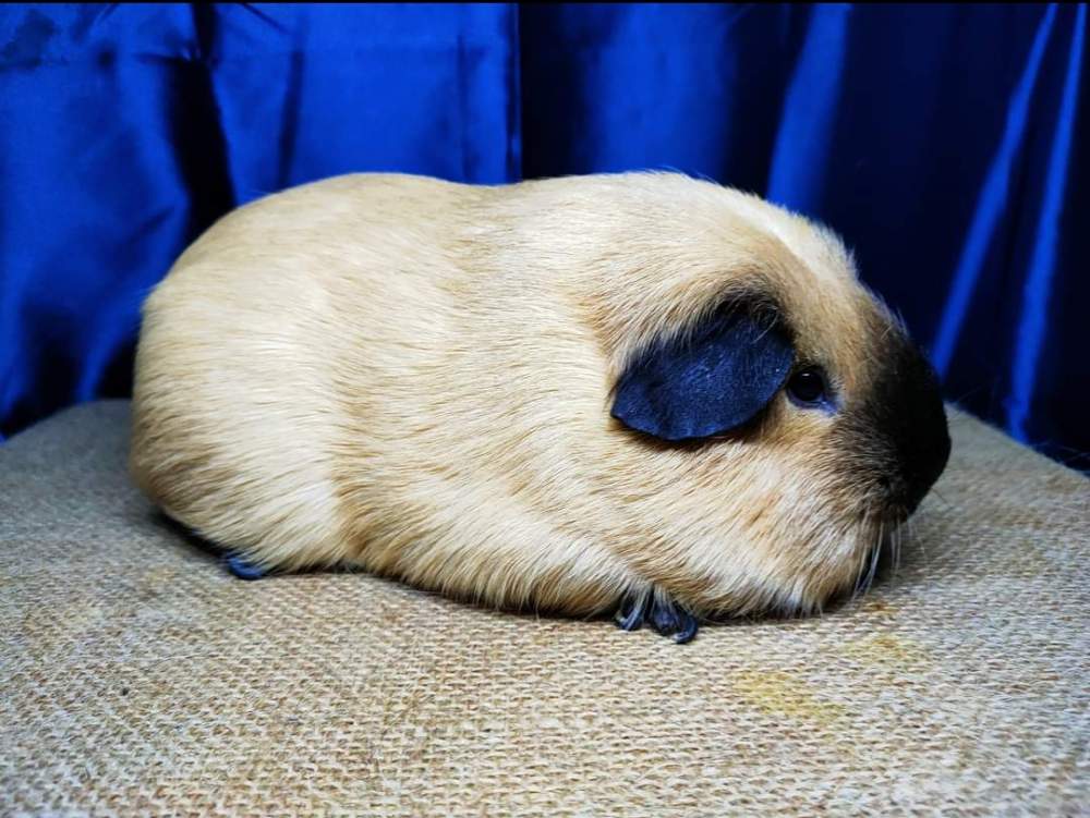 American guinea pig Pet only Cavia porcellus 