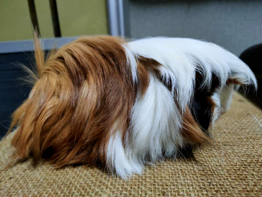 Peruvian guinea pig Pet only Cavia porcellus 