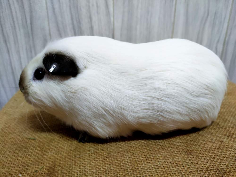 American guinea pig Pet only Cavia porcellus 