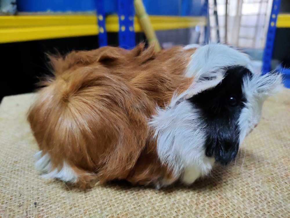 Peruvian guinea pig Pet only Cavia porcellus 