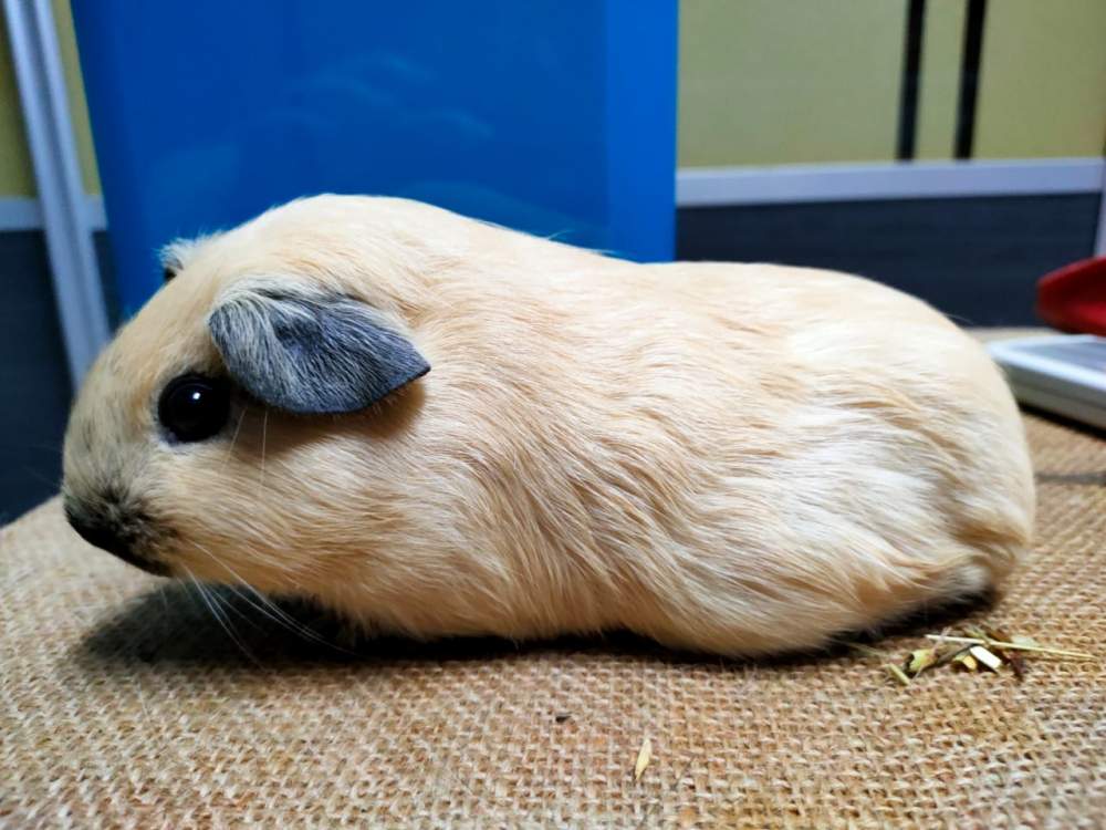 American guinea pig Pet only Cavia porcellus 