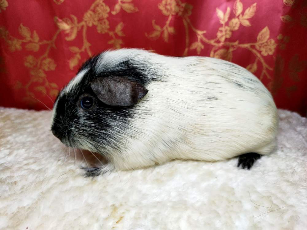 American guinea pig Breeder Cavia porcellus 