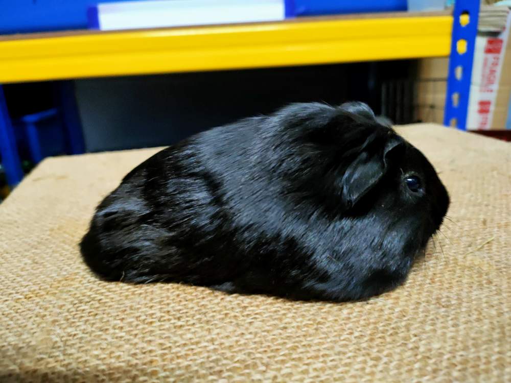 Sheltie guinea pig Breeder Cavia porcellus 