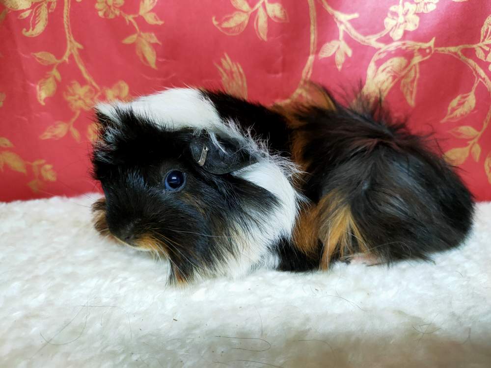 Peruvian guinea pig Breeder Cavia porcellus 