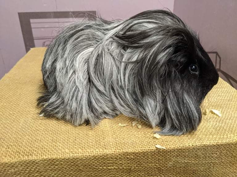 Sheltie guinea pig Pet only Cavia porcellus 