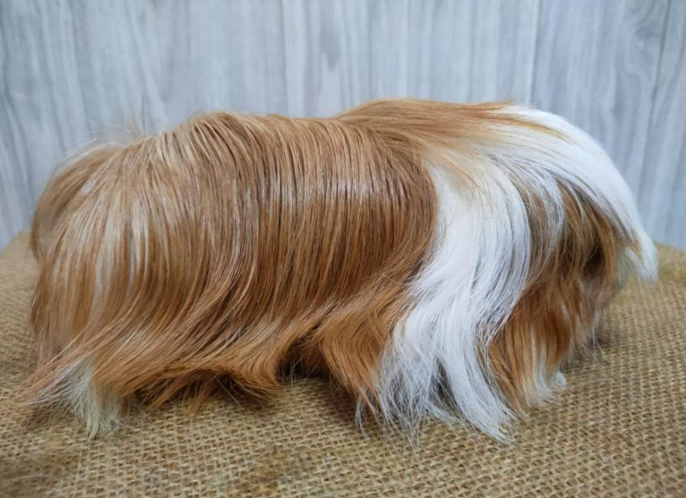 Peruvian guinea pig Pet only Cavia porcellus 