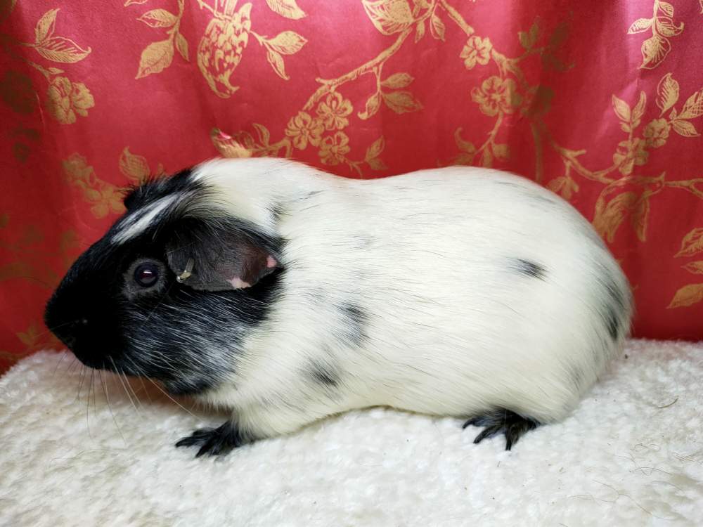 American guinea pig Breeder Cavia porcellus 