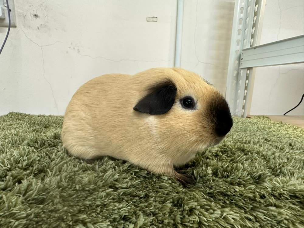 American guinea pig Pet only Cavia porcellus 