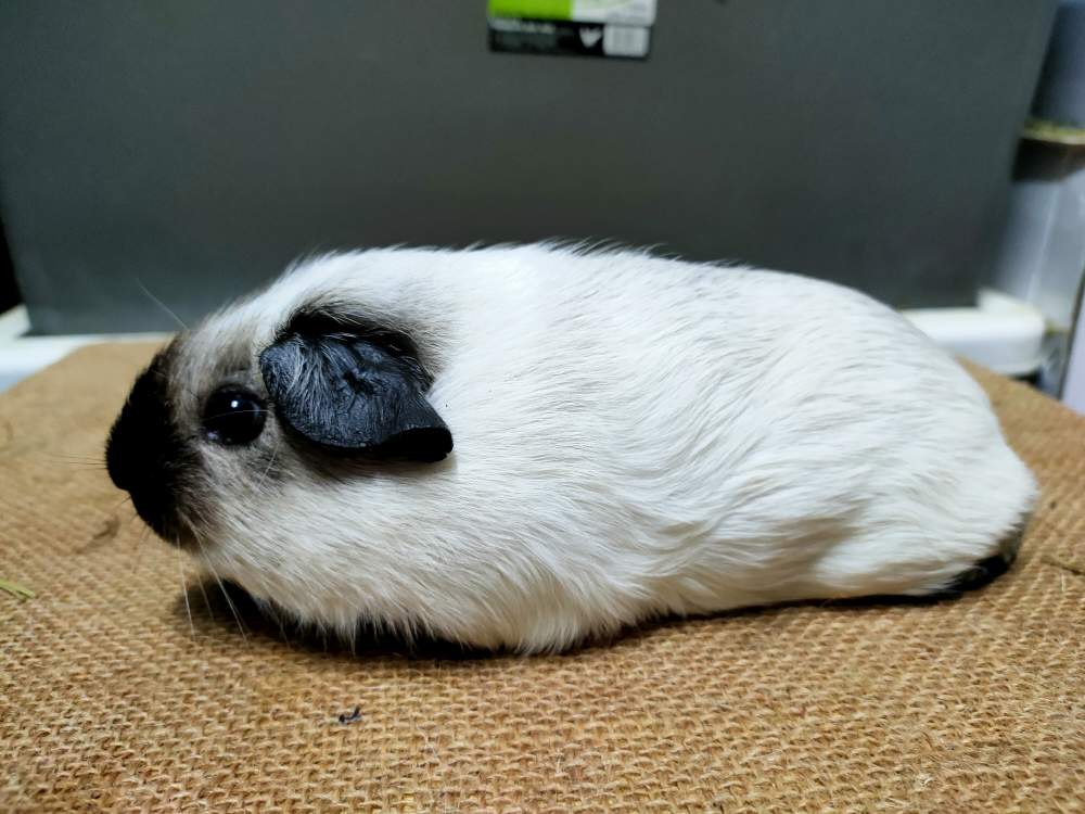 American guinea pig Breeder Cavia porcellus 