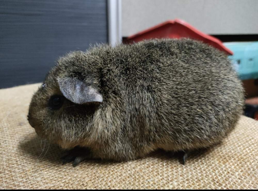 US Teddy guinea pig Pet only Cavia porcellus 