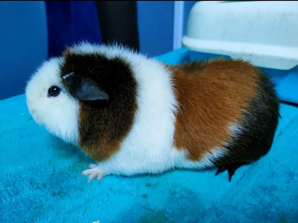 US Teddy guinea pig Pet only Cavia porcellus 