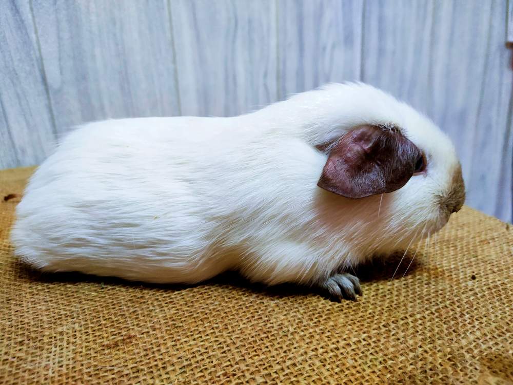 American guinea pig Pet only Cavia porcellus 