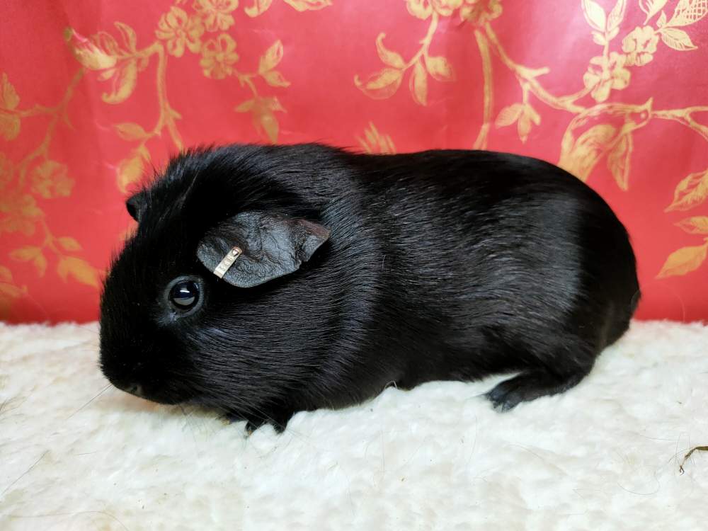 American guinea pig Breeder Cavia porcellus 