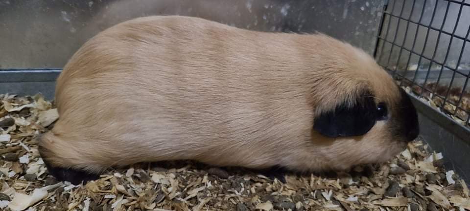 American guinea pig Pet only Cavia porcellus 