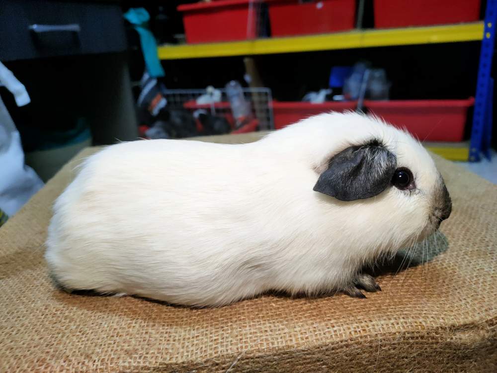 American guinea pig Pet only Cavia porcellus 