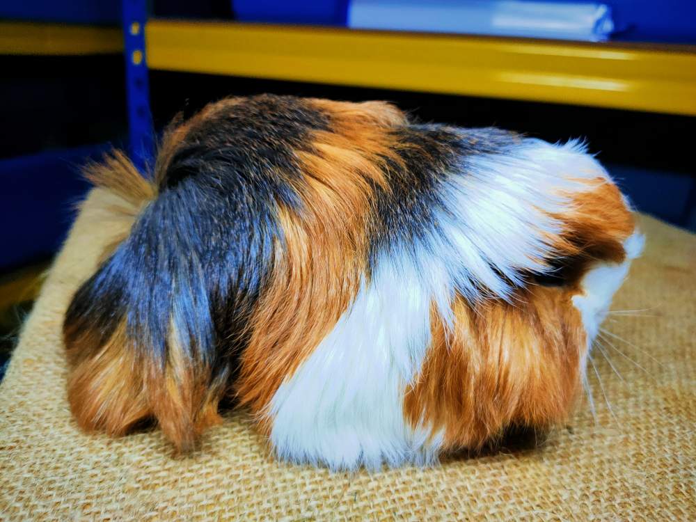 Peruvian guinea pig Breeder Cavia porcellus 