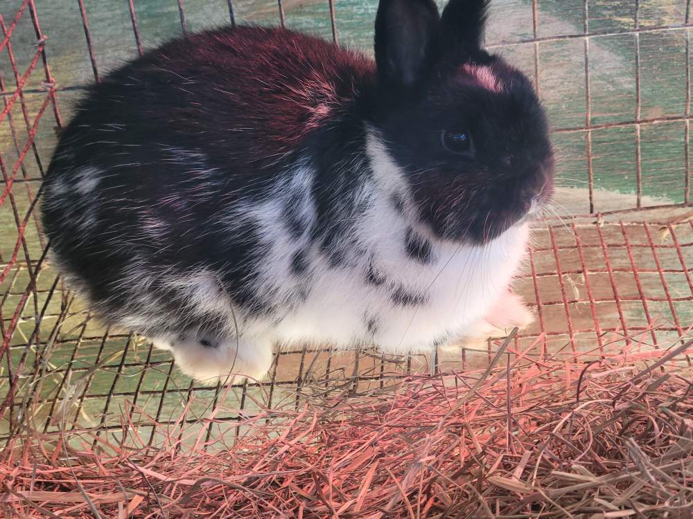 Neatherland dwarf Breeder Brachylagus idahoensis 