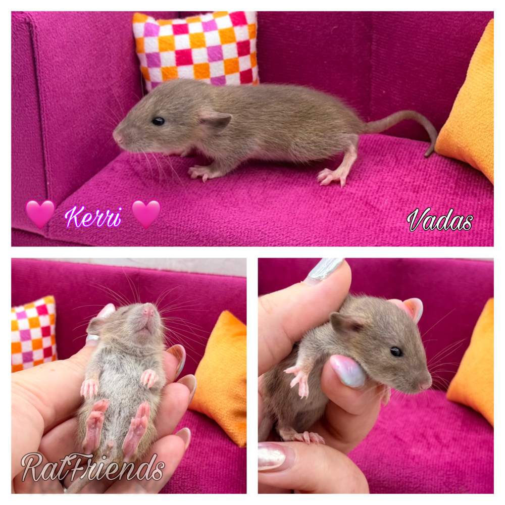 Fancy rat Available for rehoming Rattus norvegicus 