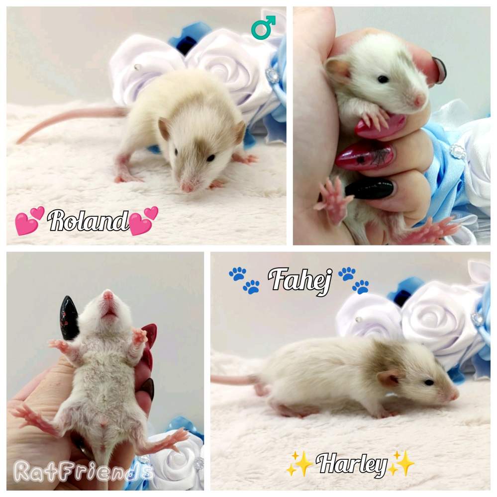 Fancy rat Breeder Rattus norvegicus 