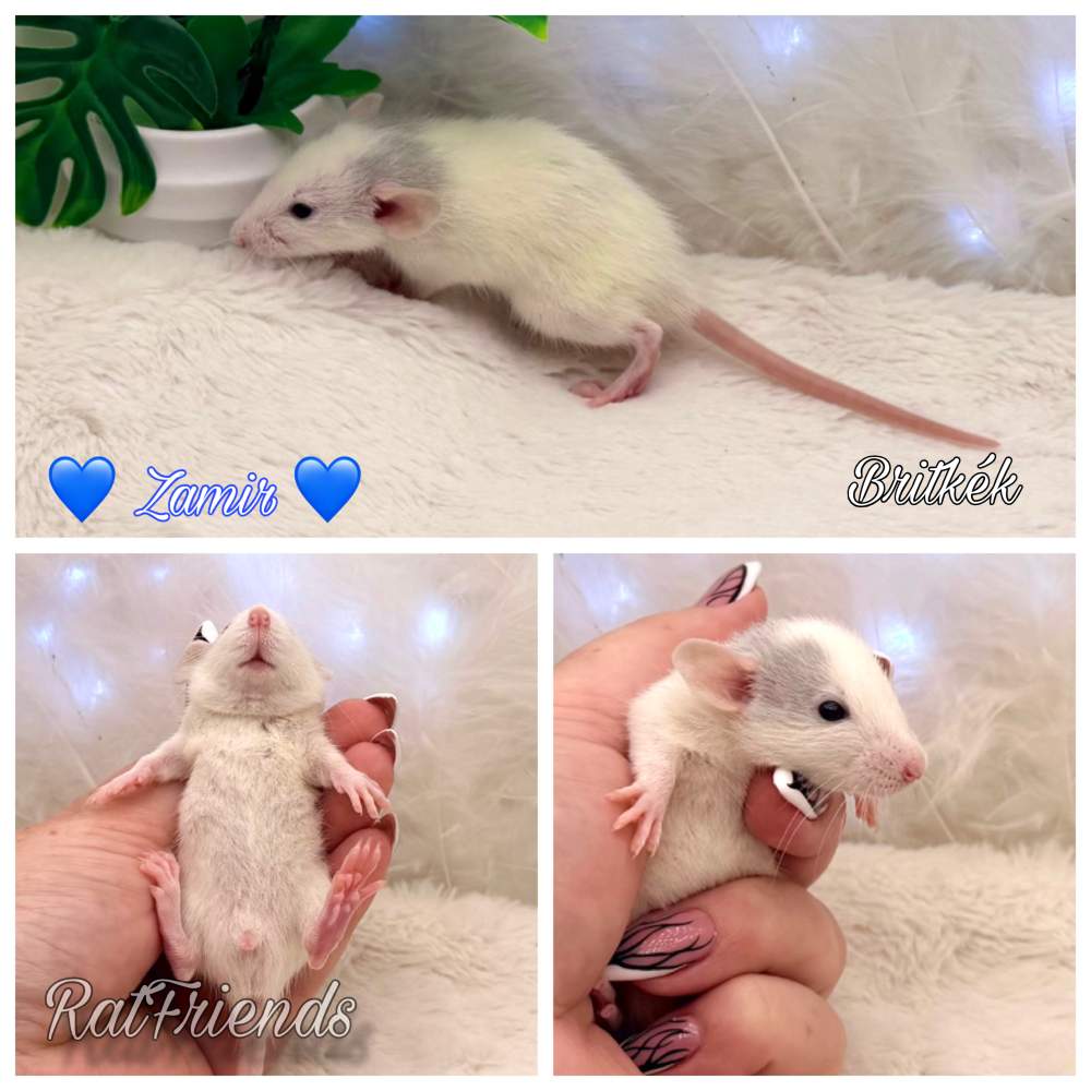 Fancy rat Available for rehoming Rattus norvegicus 