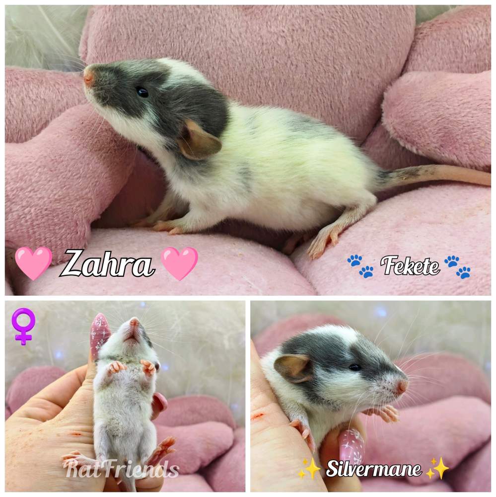 Fancy rat Available for rehoming Rattus norvegicus 