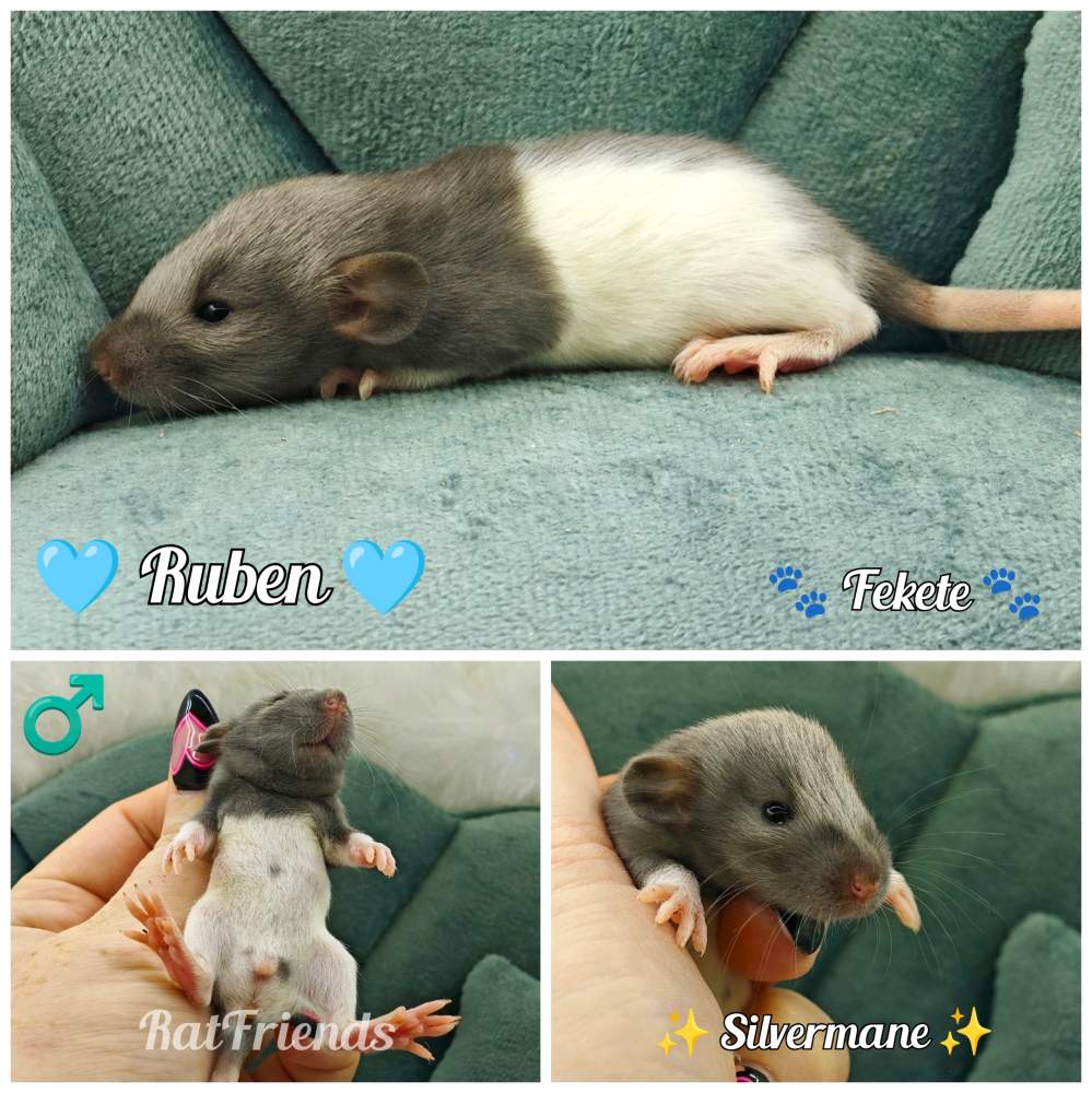 Fancy rat Breeder Rattus norvegicus 