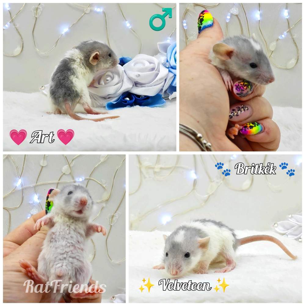 Fancy rat Owned by other Rattus norvegicus 