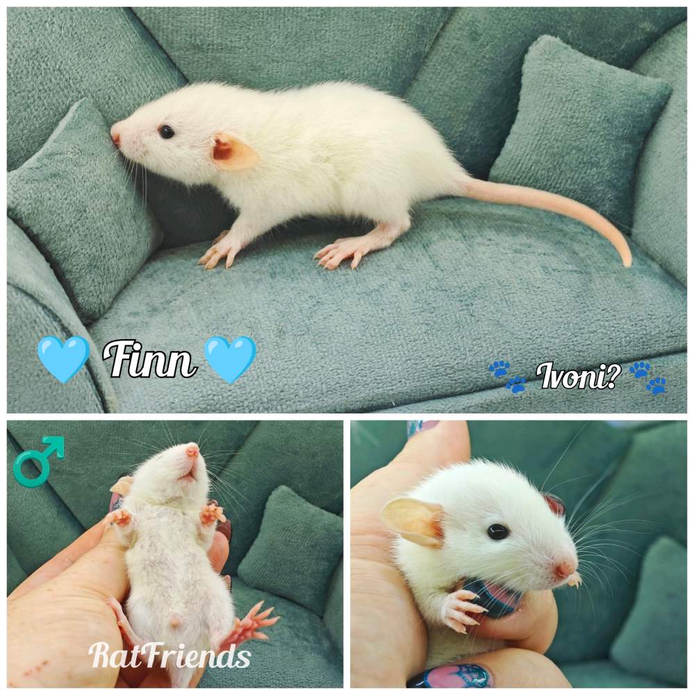 Fancy rat Available for rehoming Rattus norvegicus 